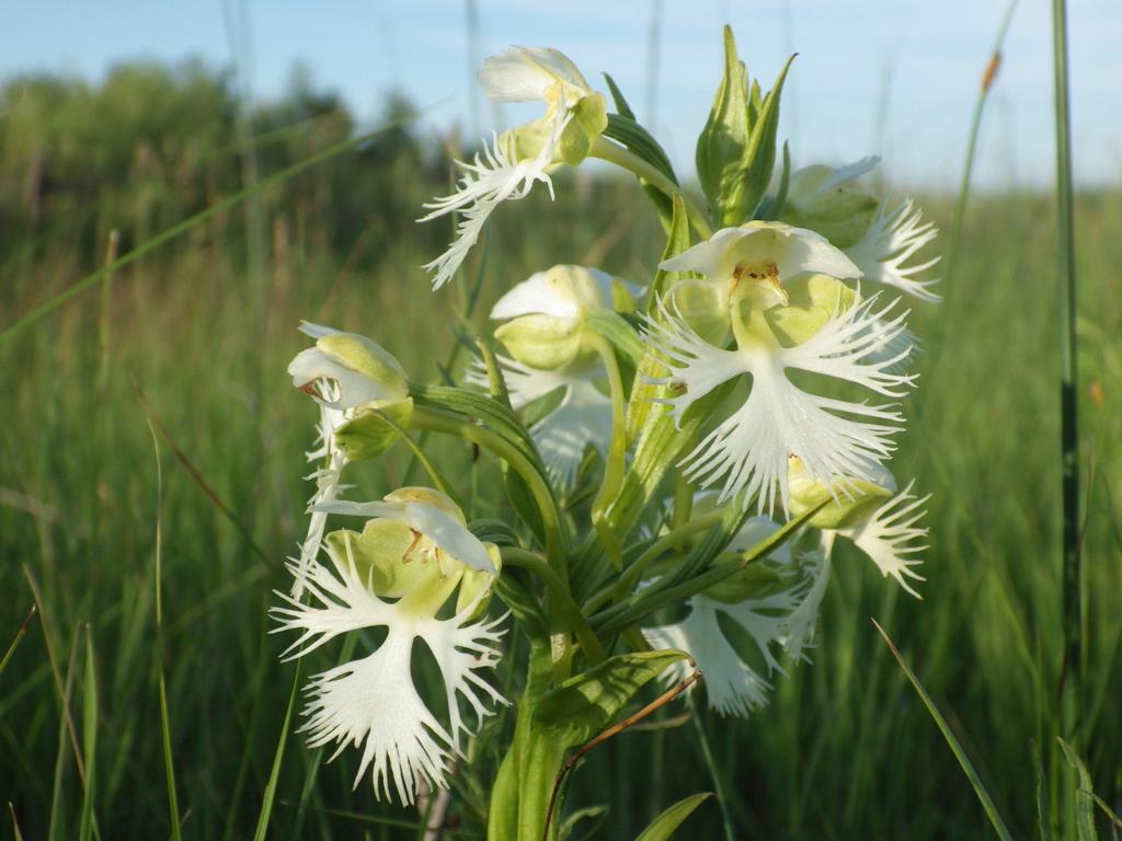 The western prairie fringed orchid is seen blooming on the Sheyenne National Grassland in North Dakota