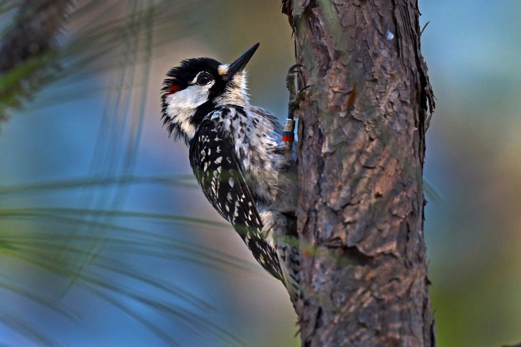 “It’s an amazing bird that has an unusual communal nesting structure.” 