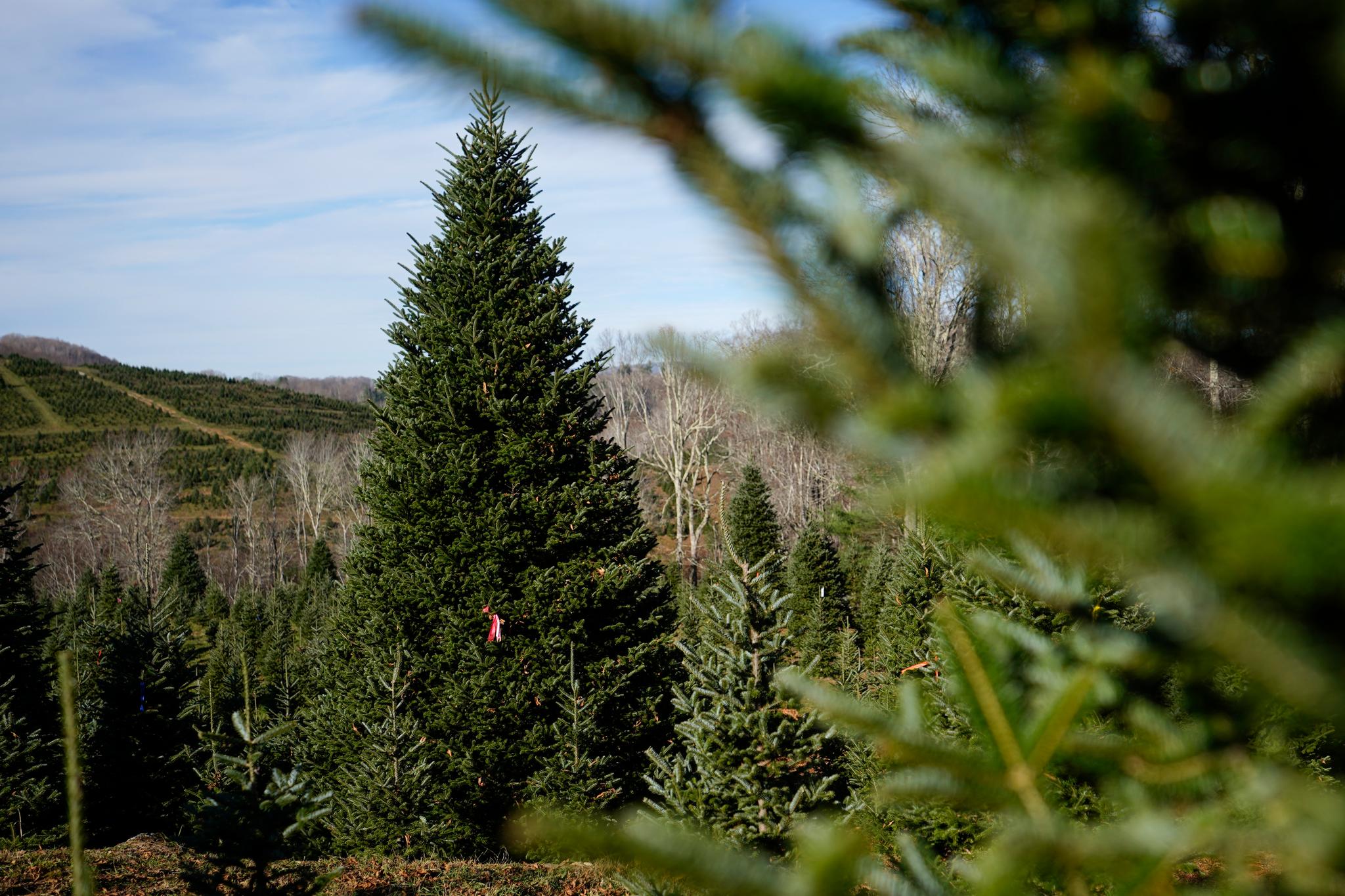 The official White House Christmas tree, a 20-foot Fraser fir, is seen at the Cartner's Christmas Tree Farm, Wednesday, Nov. 13, 2024, in Newland, N.C.