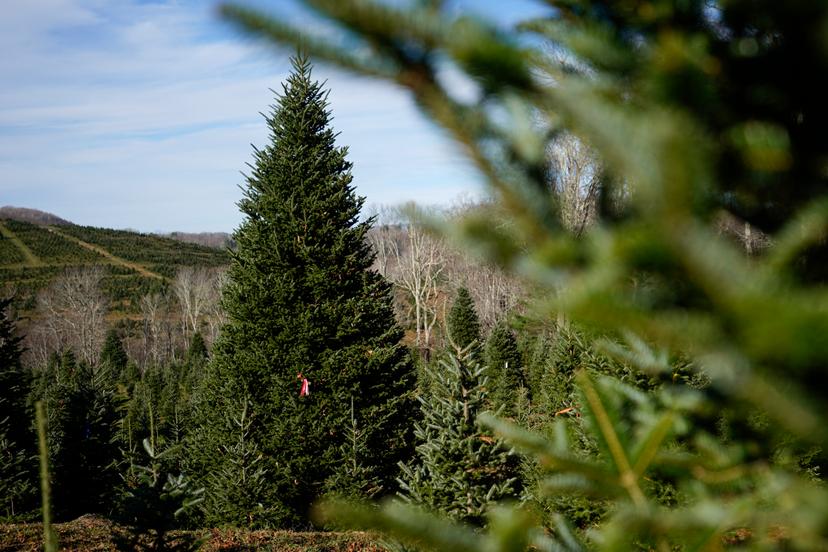 The official White House Christmas tree, a 20-foot Fraser fir, is seen at the Cartner's Christmas Tree Farm, Wednesday, Nov. 13, 2024, in Newland, N.C.