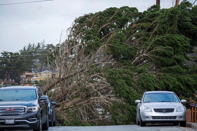 Large tree branch lays across a street in Seaside, Calif.