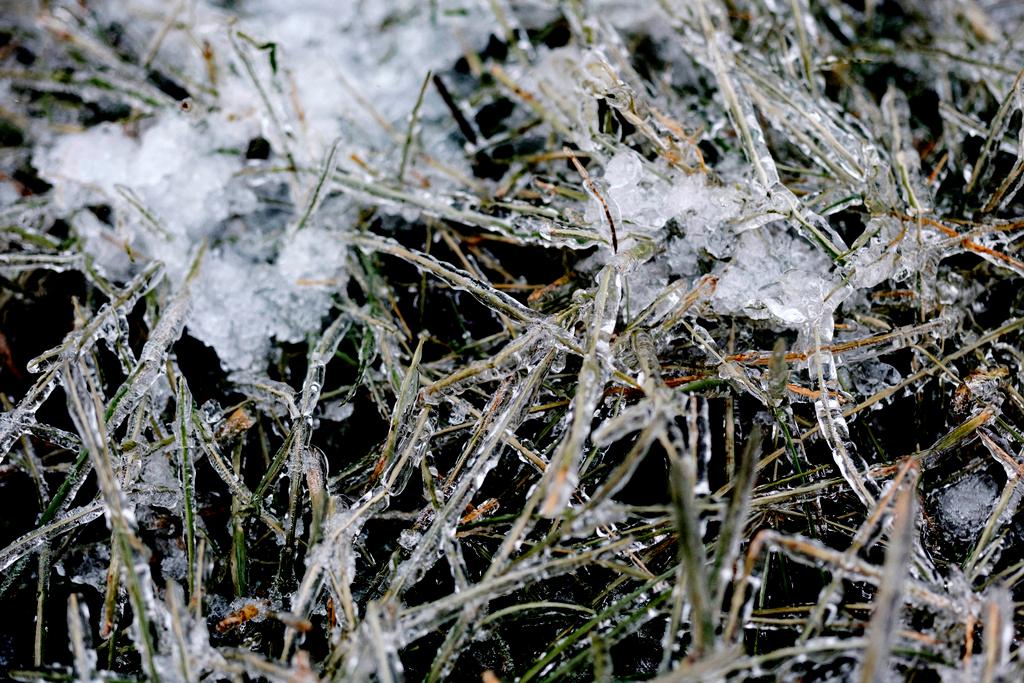 Ice coats blades of grass in North Liberty, Iowa