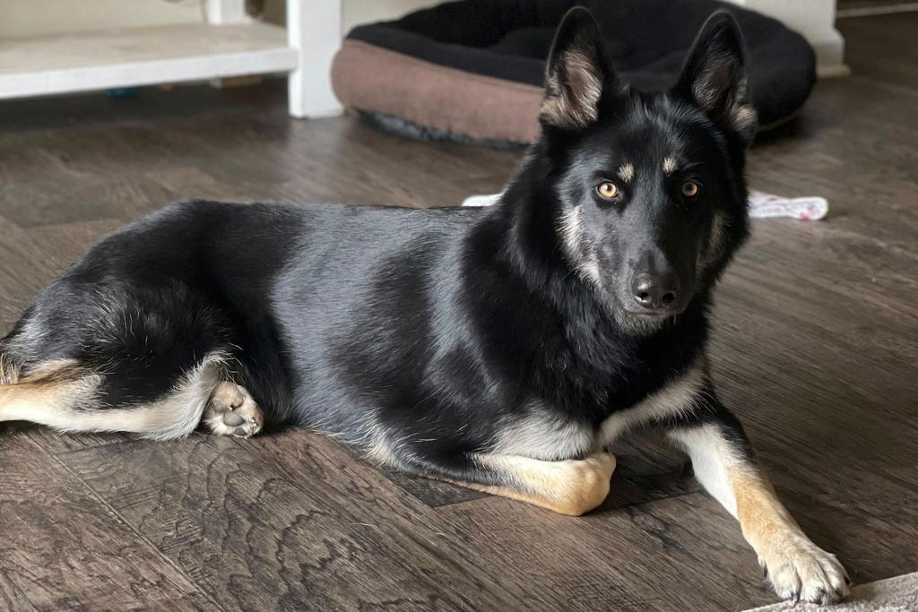 Athena, a 4-year-old German shepherd and husky mix, who returned home to her Florida family in the middle of the night on Christmas Eve 2024 by ringing the doorbell