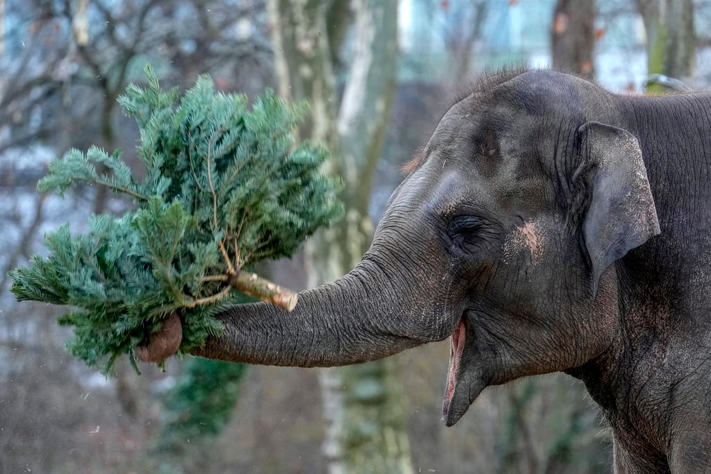 Elephant grazes on Christmas tree during the feeding of animals with unused Christmas trees 