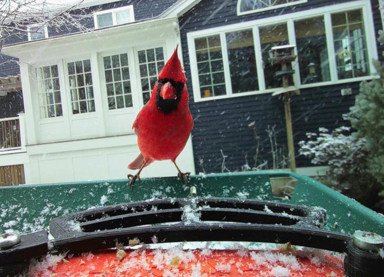 Photo courtesy of Judy Ashley shows a cardinal on her bird feeder in Ipswich, Massachusetts