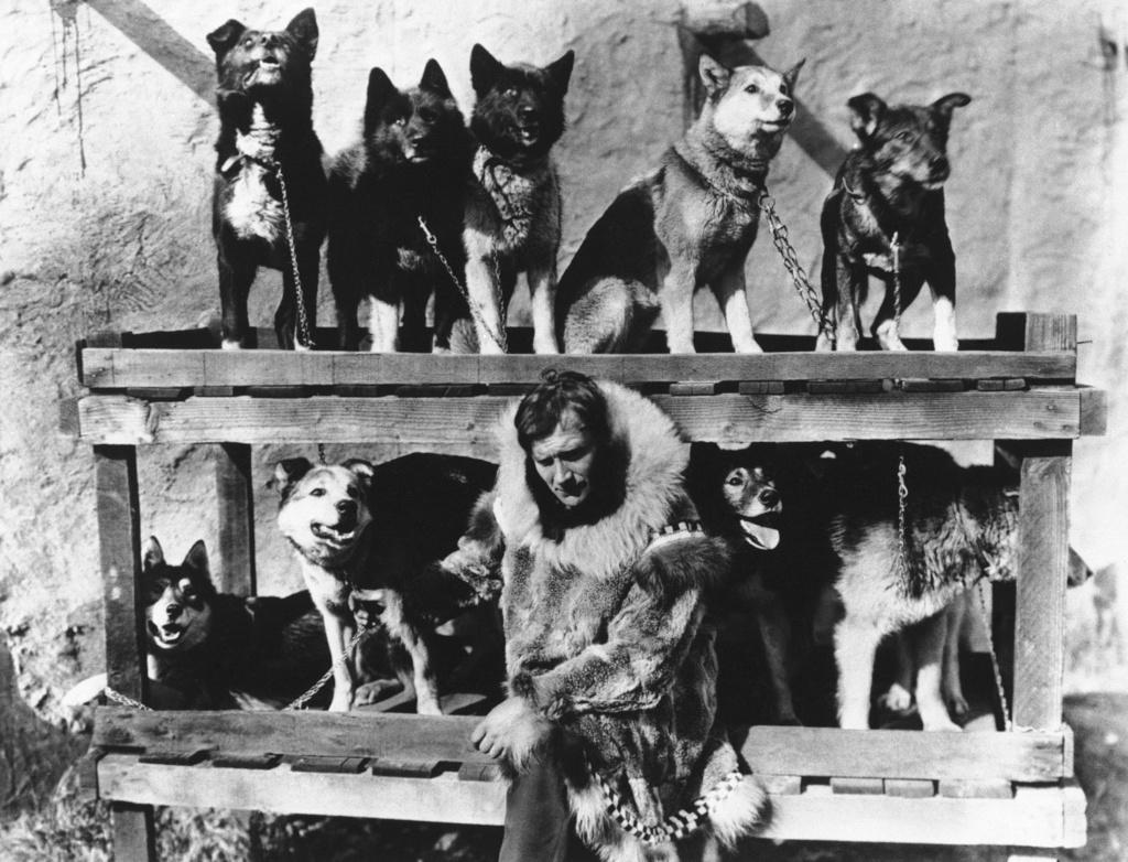  Gunnar Kaasen poses with his original dog team, including his lead dog Balto, top row, second left, in 1925, which he drove through a blinding blizzard to deliver life-saving serum, in Nome, Alaska