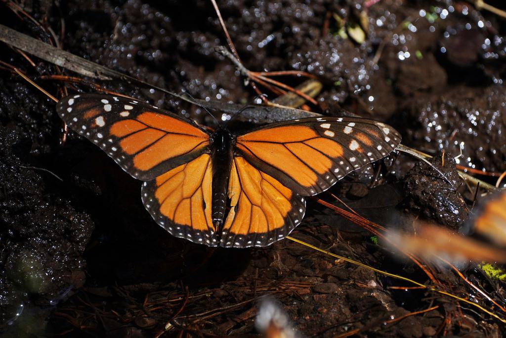 Happy Monarch butterfly rests near a stream at Piedra Herrada sanctuary in the mountains near Valle de Bravo, Mexico