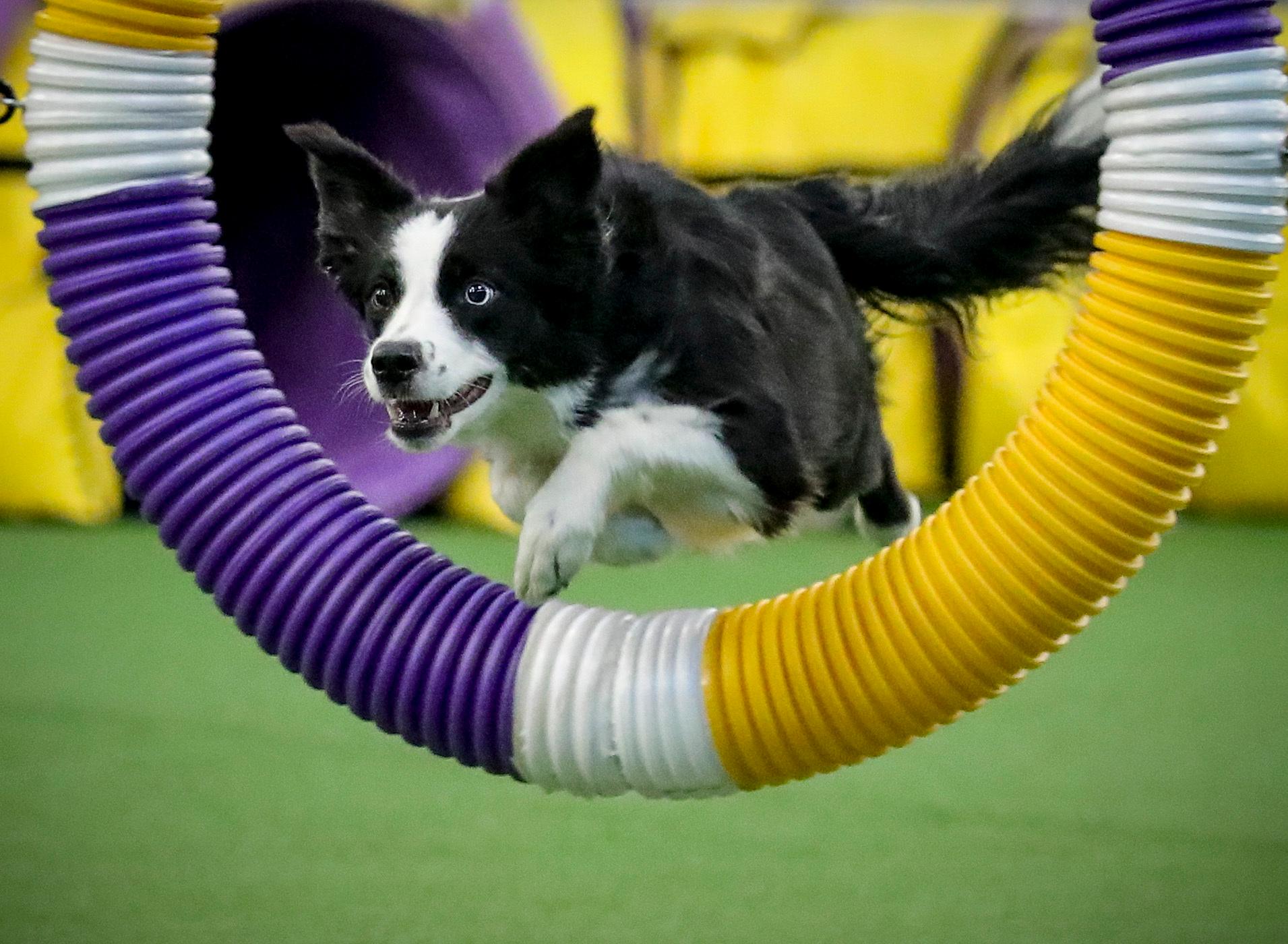 Border Collie Pink wins Westminster agility title