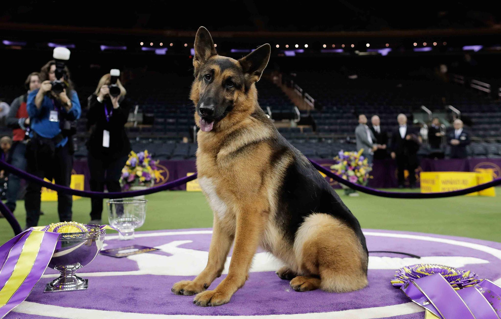 Rumor, a German shepherd, poses for photos after winning Best in Show at the 141st Westminster Kennel Club Dog Show in New York. Named best in show at Westminster in 2017