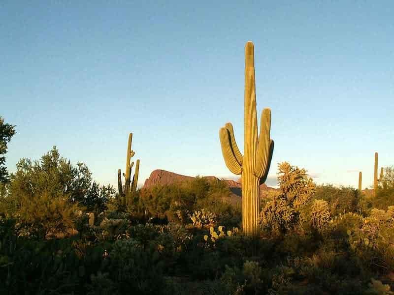 Saguaro National Park Arizona