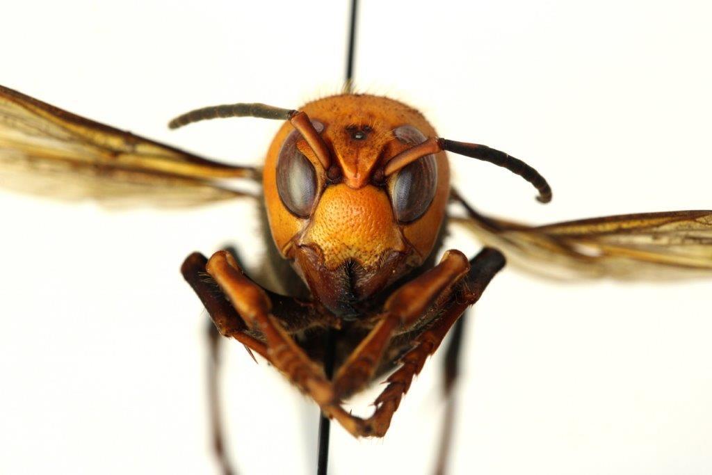 Asian giant hornet (Vespa mandarinia) 