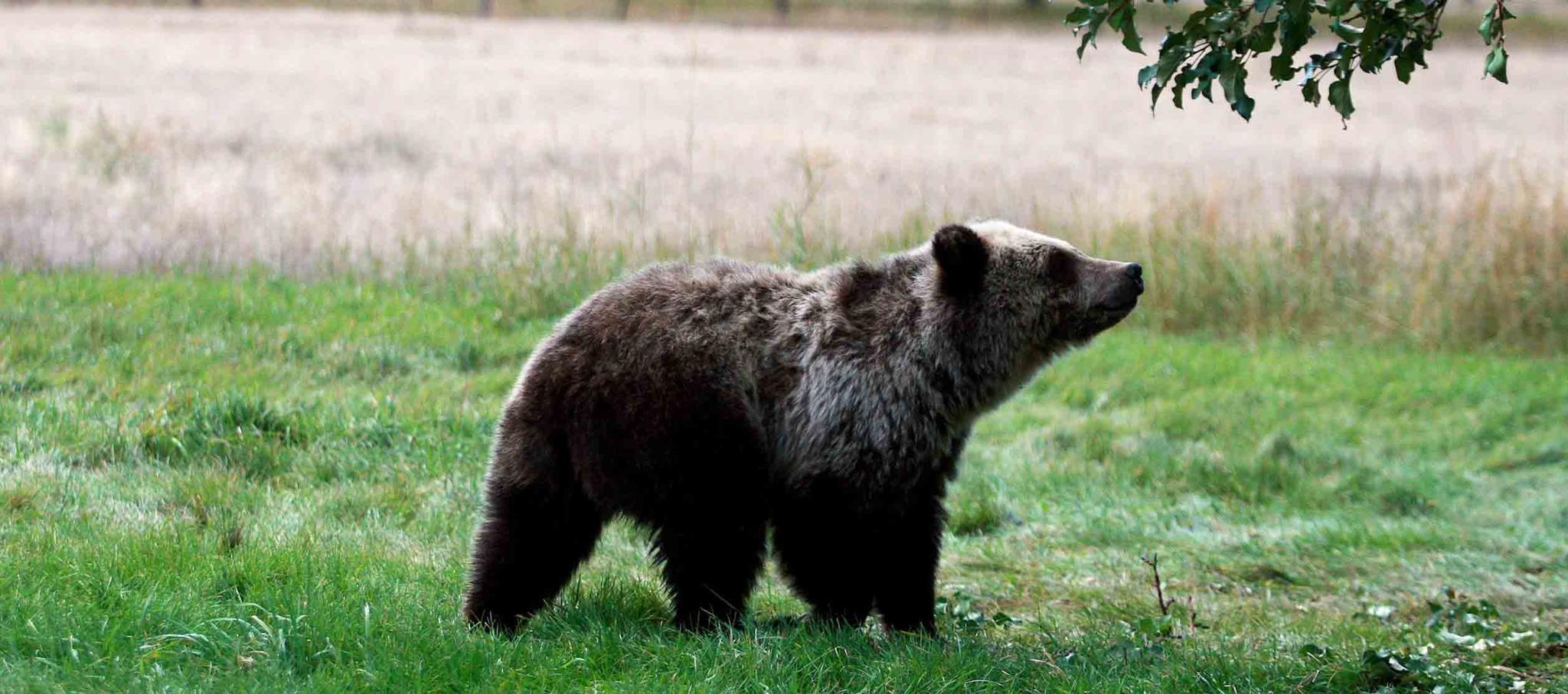 Bear walking on green grass