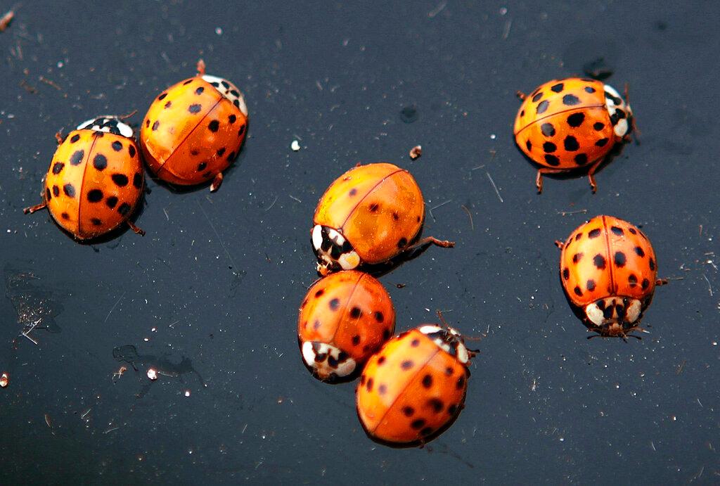 Seven ladybugs on a hard surface