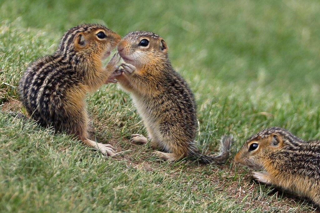 Chipmunks congregate near the ninth hole during the fourth round of the U.S. Open golf tournament 