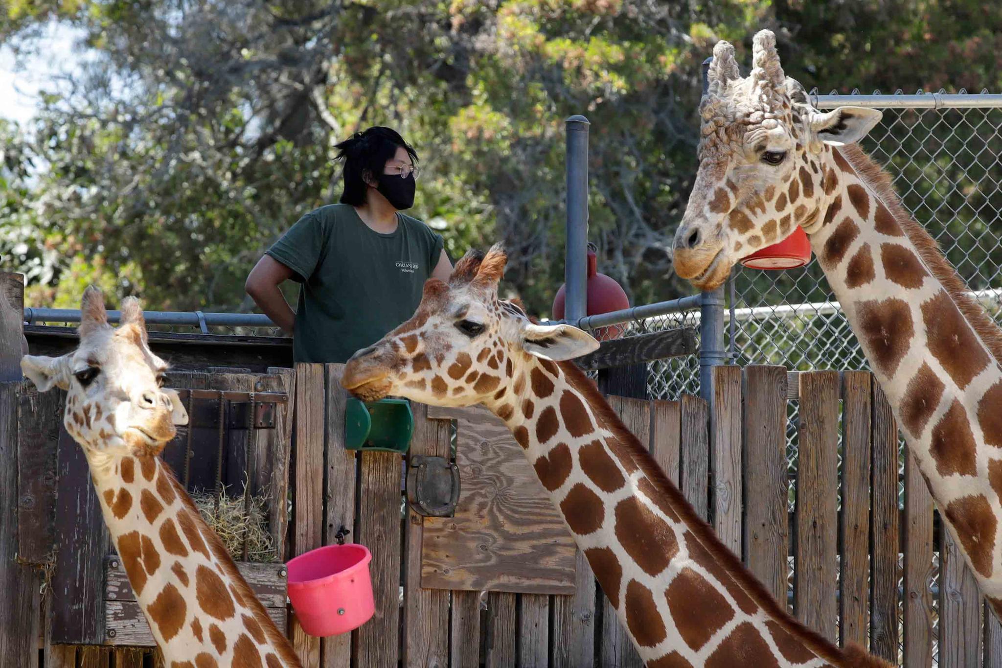 Oakland Zoo worker feeding giraffes