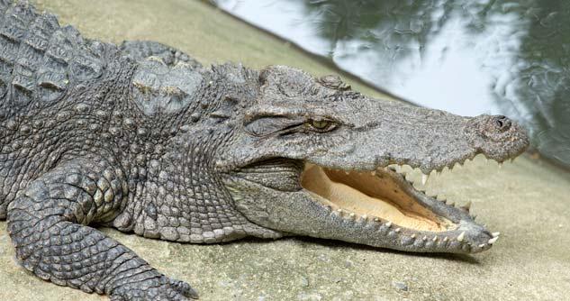 Alligator by the water