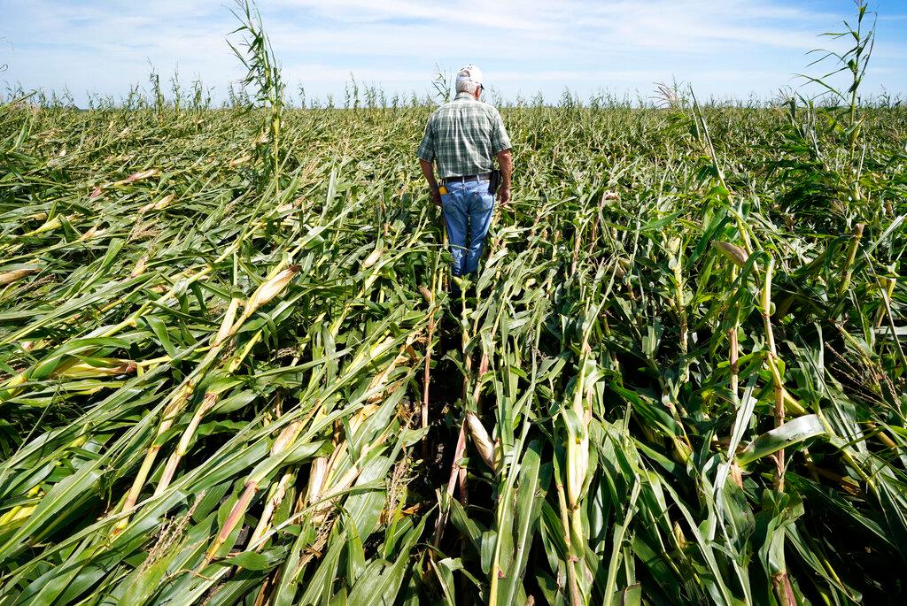 Rod Pierce walks through a cornfield damaged in the derecho earlier this month, Thursday, Aug. 20, 2020, near Woodward, Iowa.