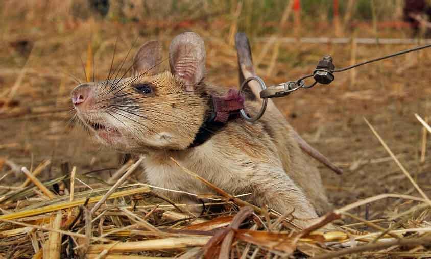 Magawa is photographed in Cambodia seeking out landmines