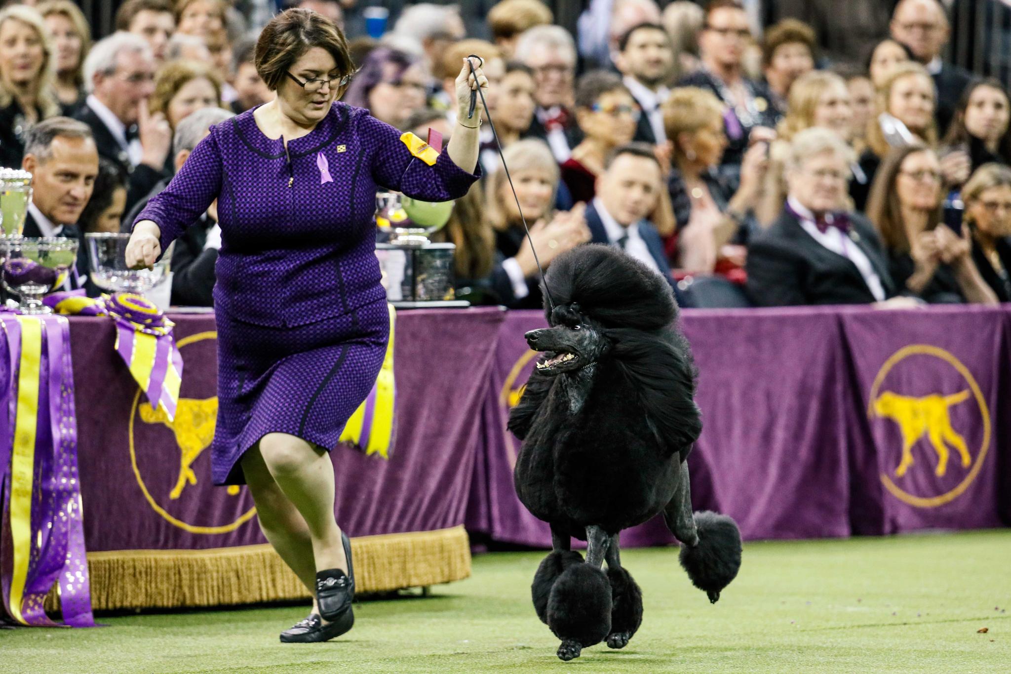 The Westminster dog show