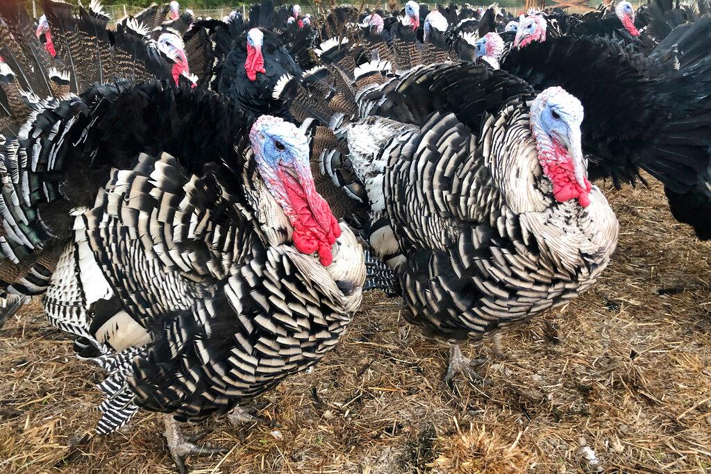 Turkeys 