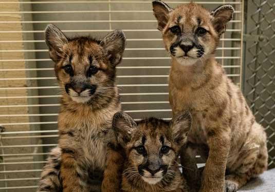 "Captain Cal" and 2 rescued female cubs