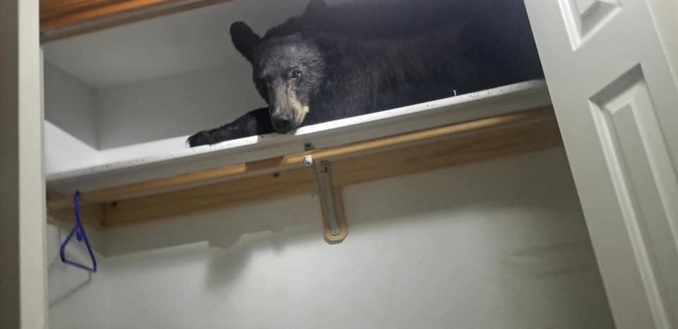 black bear in closet