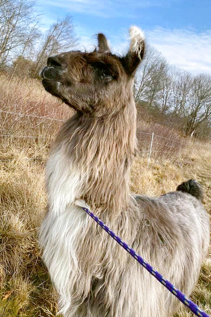 Llama on a leash