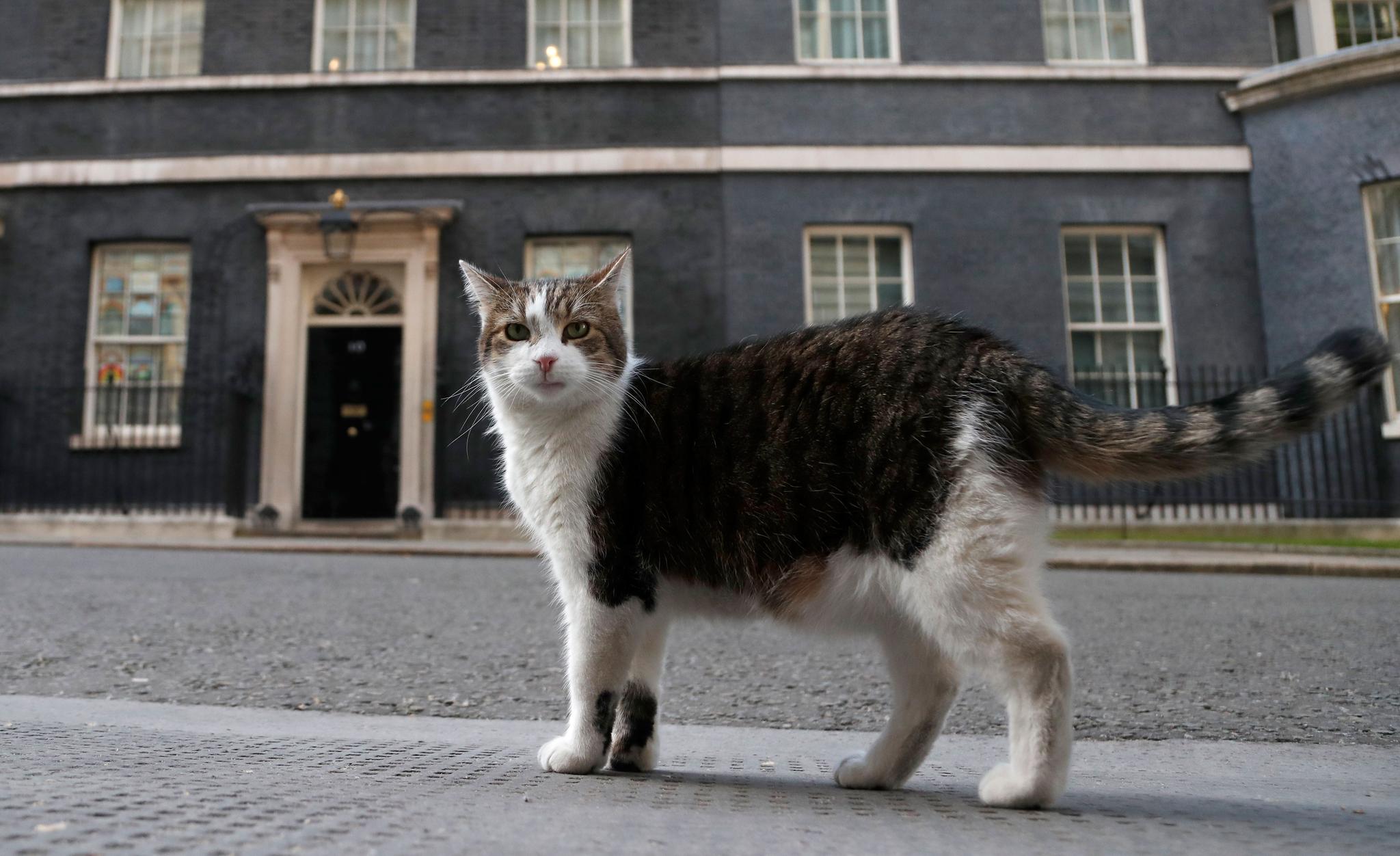 Larry the cat, Britain’s mouse-catcher in chief