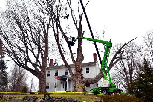  largest sugar maple tree in US