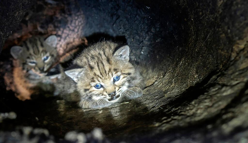 Bobcat Den in Tree 