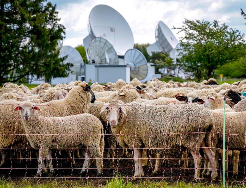 Sheep pen 