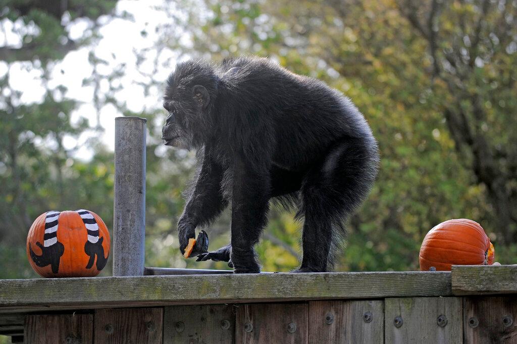 Cobby the chimp passes away 