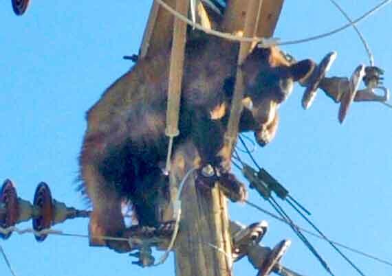 Bear stuck on power pole