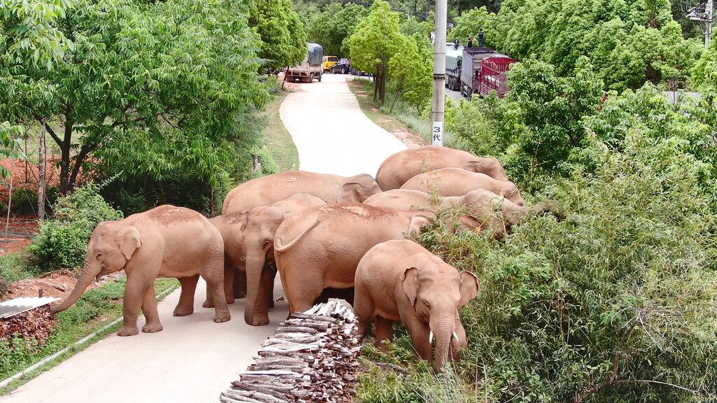 In this photo taken June 4, 2021, and released by the Yunnan Forest Fire Brigade, a migrating herd of elephants graze near Shuanghe Township, Jinning District of Kunming city in southwestern China's Yunnan Province. Already famous at home, China's wandering elephants are now becoming international stars. Major global media, including satellite news stations, news papers and wire services are chronicling the herd's more-than year-long, 500 kilometer (300 mile) trek from their home in a wildlife reserve in mountainous southwest Yunnan province to the outskirts of the provincial capital of Kunming.