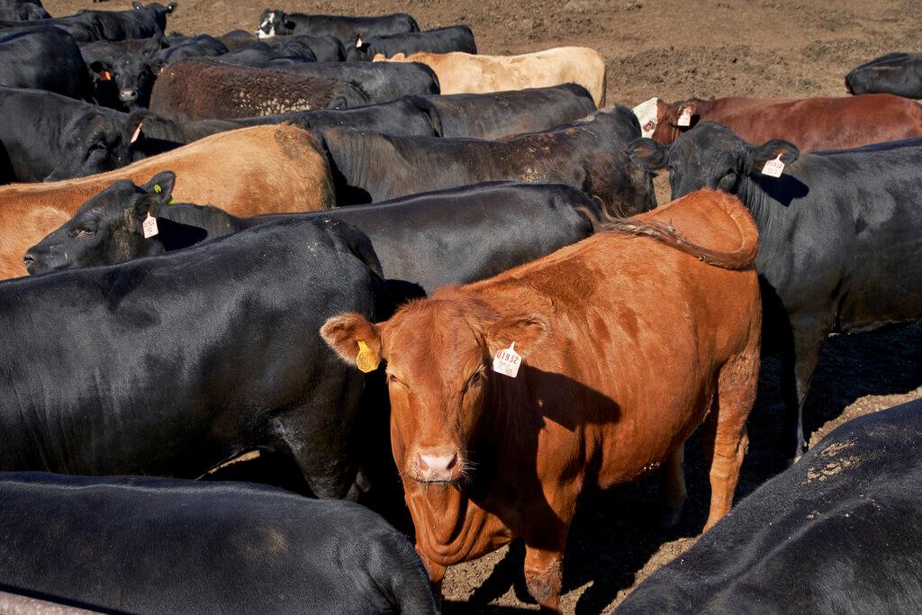 Cattle at feedlot 