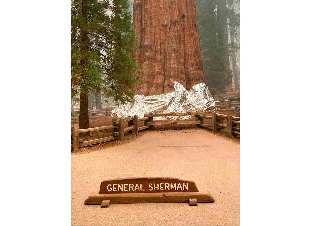 Giant sequoia known as the General Sherman Tree with its base wrapped in a fire-resistant blanket to protect it from the intense heat of approaching wildfires at Sequoia National Forest