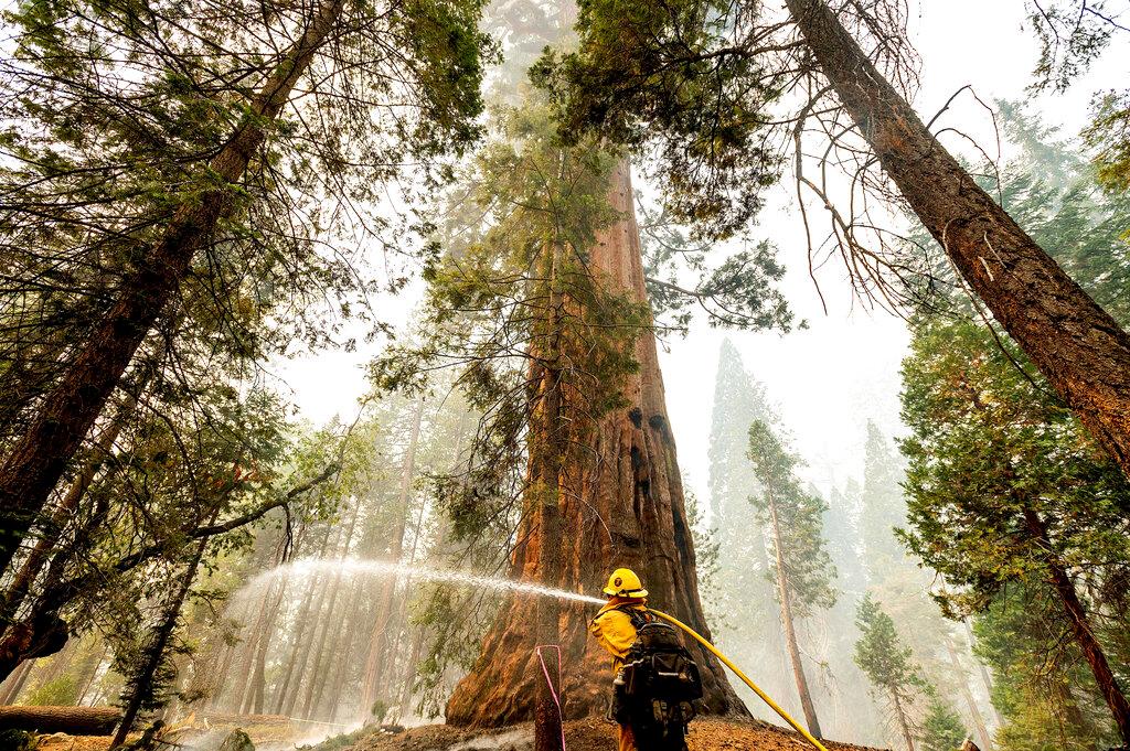 A firefighter hoses down hot spots around a sequoia tree in the Trail of 100 Giants of Sequoia National Forest, Calif., as the Windy Fire burns on Monday, Sept. 20, 2021. According to firefighters, the tree sustained fire damage when the fire spotted into its crown.