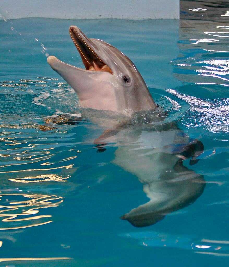 Winter, the Dolphin of 'Dolphin Tale