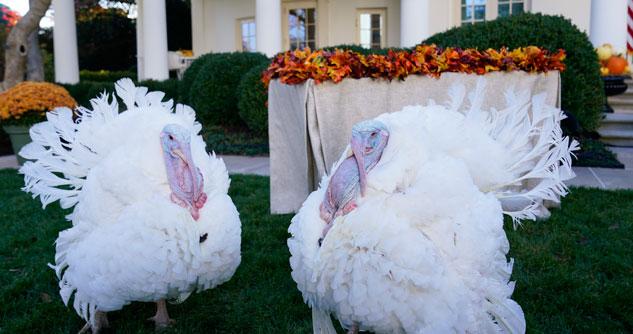 Two white turkeys on the White House lawn