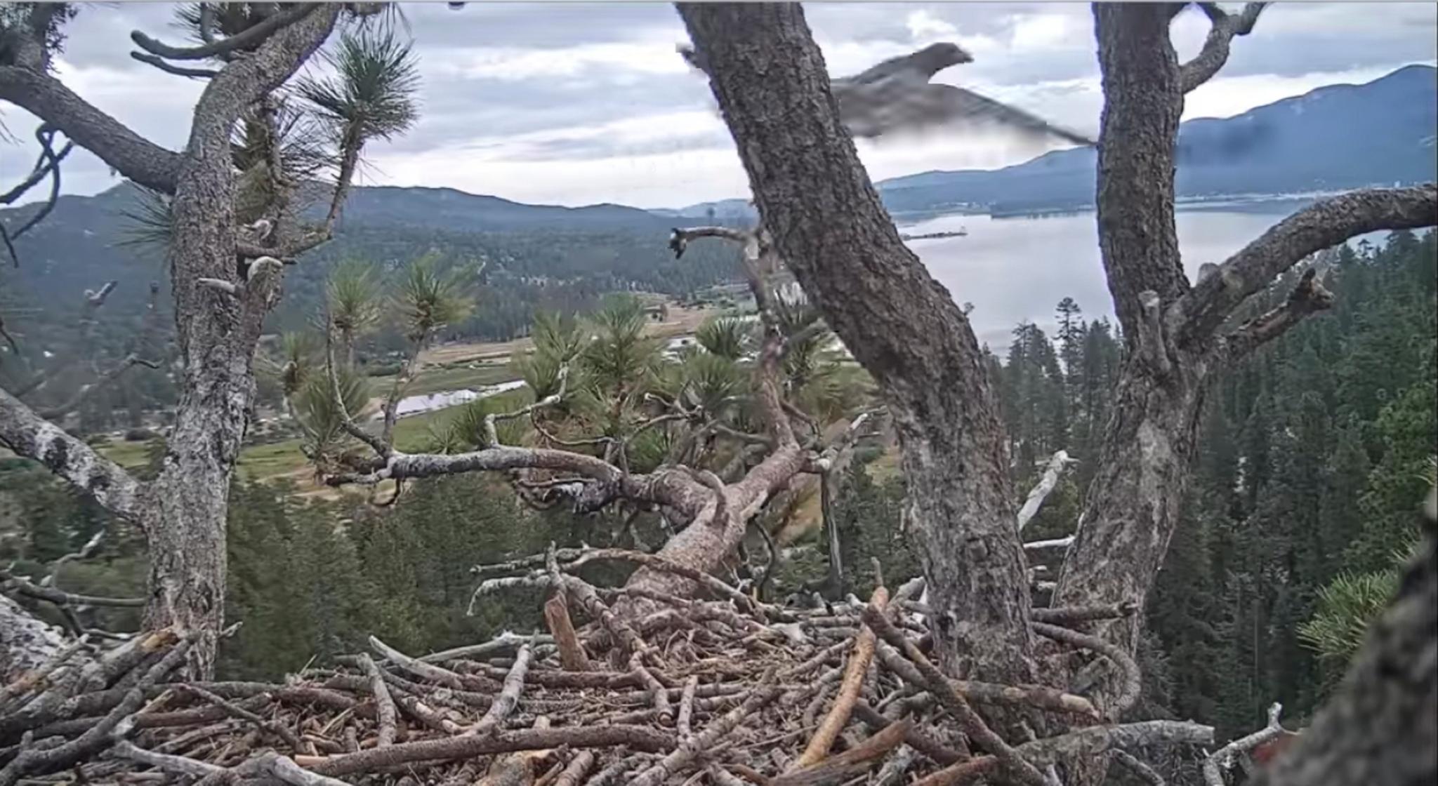 Camera Catches Eagle Flying For First Time