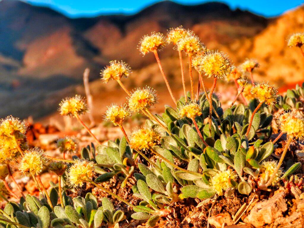 rare desert wildflower Tiehm's buckwheat