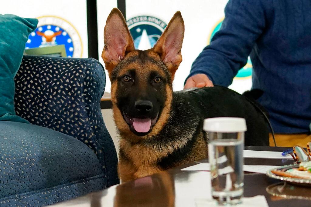 President Joe Biden, and first lady Jill Biden's new dog Commander, a purebred German shepherd puppy, arrives to meet virtually with service members around the world, Dec. 25, 2021, in the South Court Auditorium on the White House campus in Washington. Commander will make his TV debut on Super Bowl Sunday. The German shepherd and Jill Biden will appear in a commercial airing before the broadcast of “Puppy Bowl XVIII.”