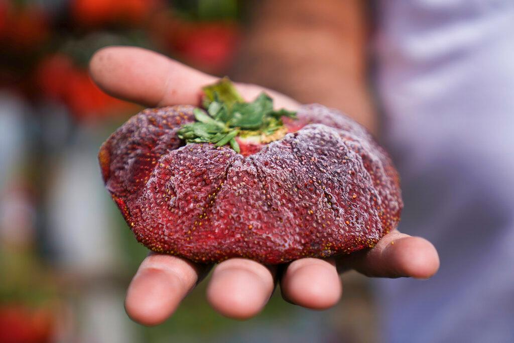 World Record Strawberry 