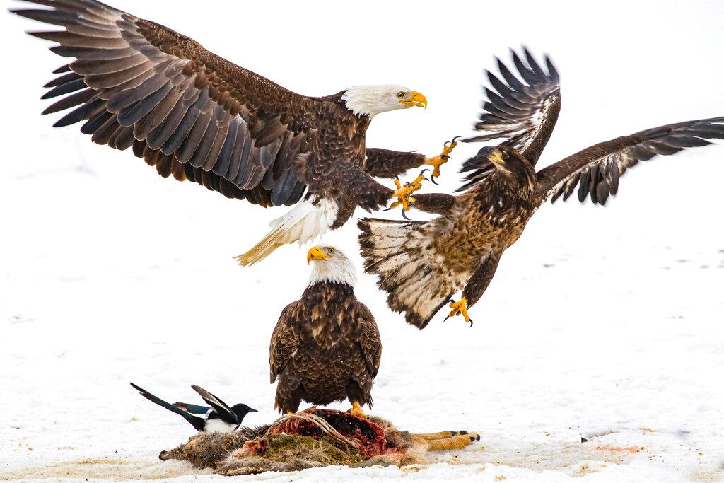 In this photo provided by Estelle Shuttleworth in February 2022, bald eagles compete for a deer carcass in Montana. While the bald eagle population has rebounded from the brink of extinction since the U.S. banned the pesticide DDT was banned in the U.S. in 1972, harmful levels of toxic lead were found in the bones of 46% of bald eagles sampled in 38 states, from California to Florida, researchers reported in the journal Science on Thursday, Feb. 17, 2022.