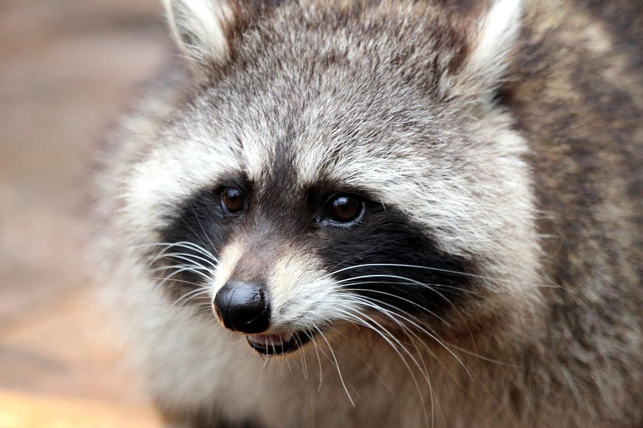 Raccoon