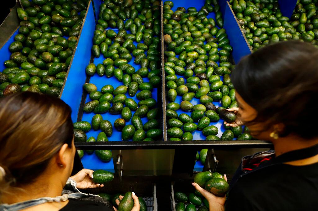 Workers select avocados at a packing plant in Uruapan, Mexico