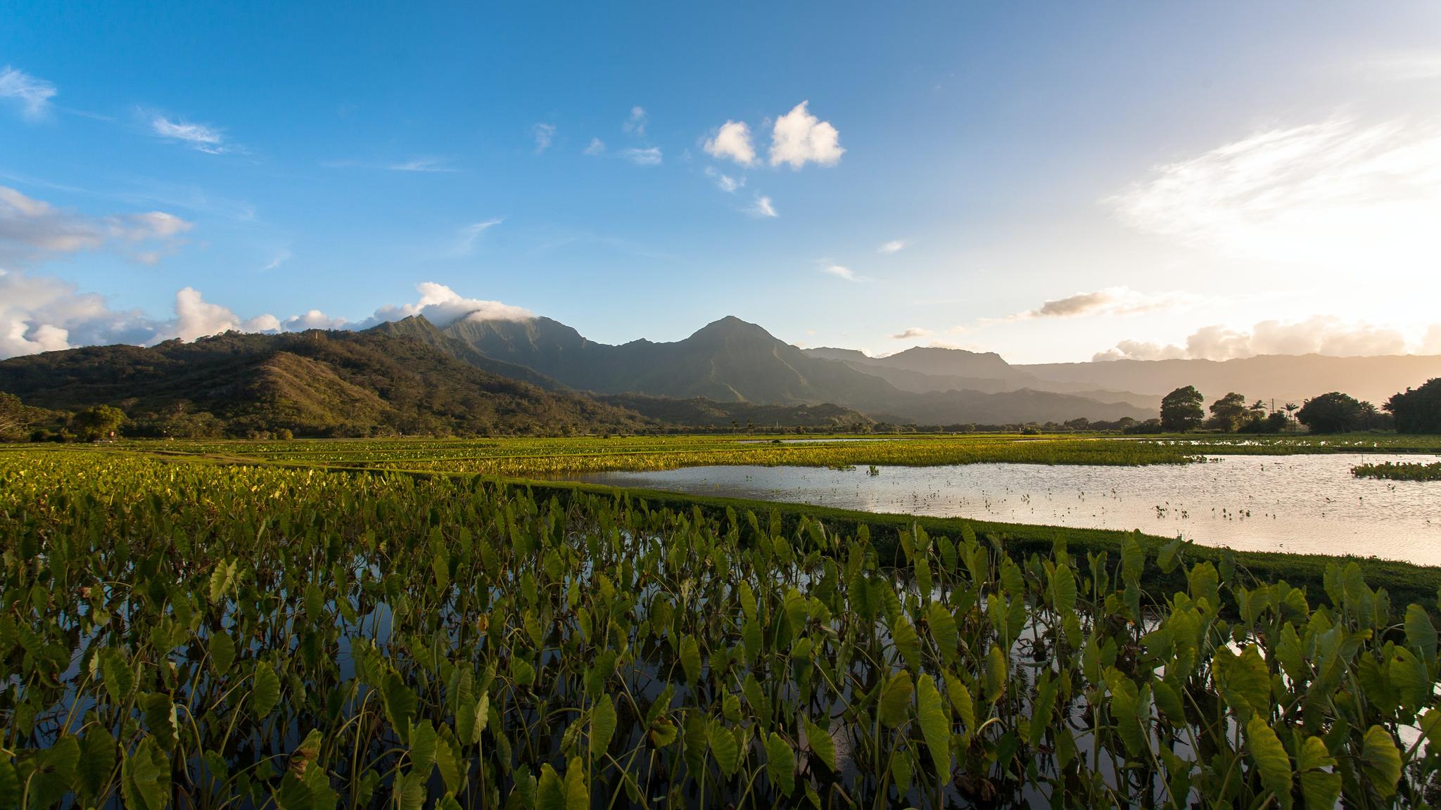 Taro field