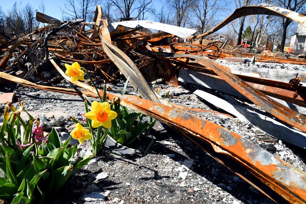 Daffodils bloom from the charred remains of Pastor Bill Stephens' home in Superior, Colo.