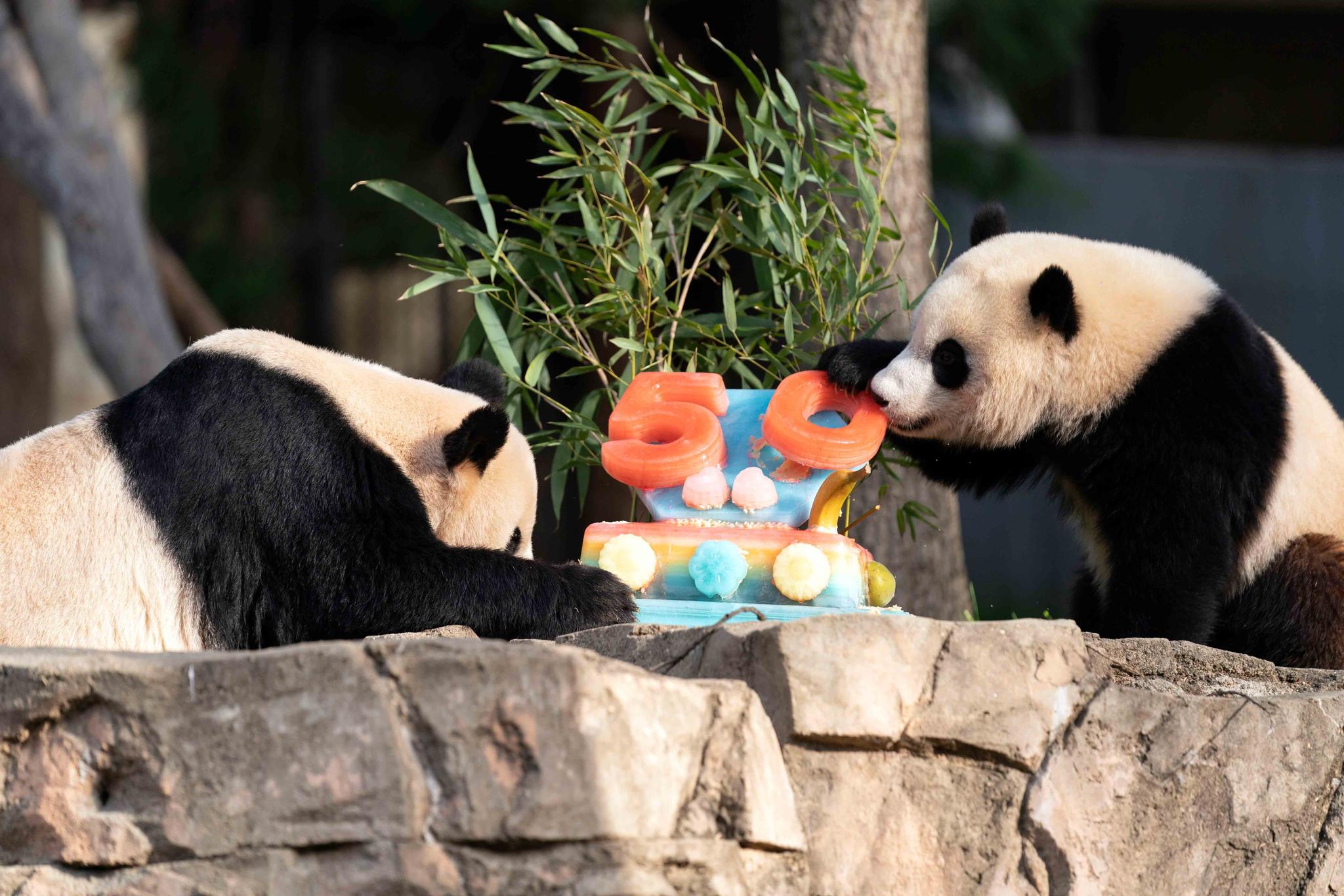 Giant pandas Mei Xiang, left and her cub Xiao Qi Ji eat a fruitsicle cake in celebration of the Smithsonian's National Zoo and Conservation Biology Institute, 50 years of achievement in the care, conservation, breeding and study of giant pandas at the Smithsonian's National Zoo in Washington, Saturday, April 16, 2022.