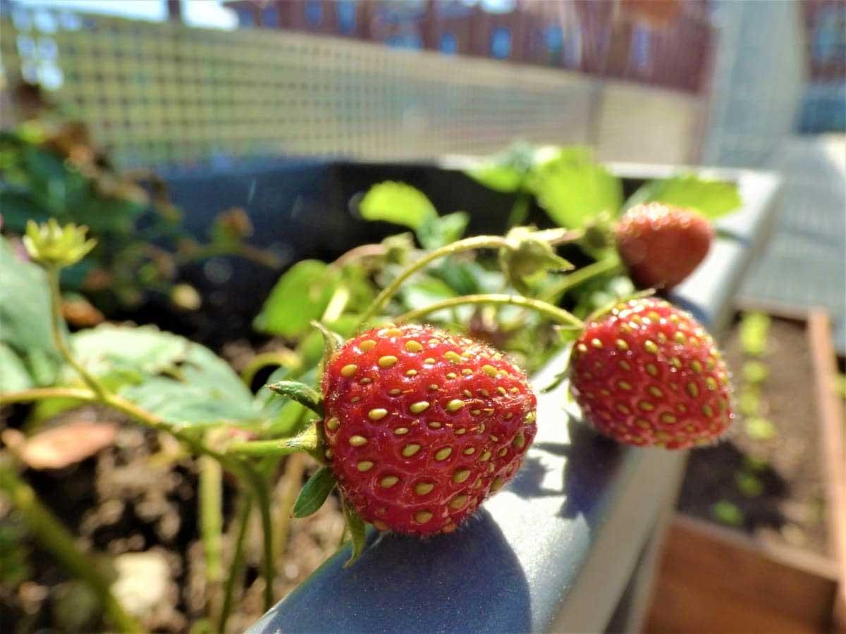 Strawberry Plants